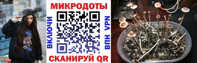 Псилоцибиновые грибы Psilocybine cubensis  Новоульяновск 